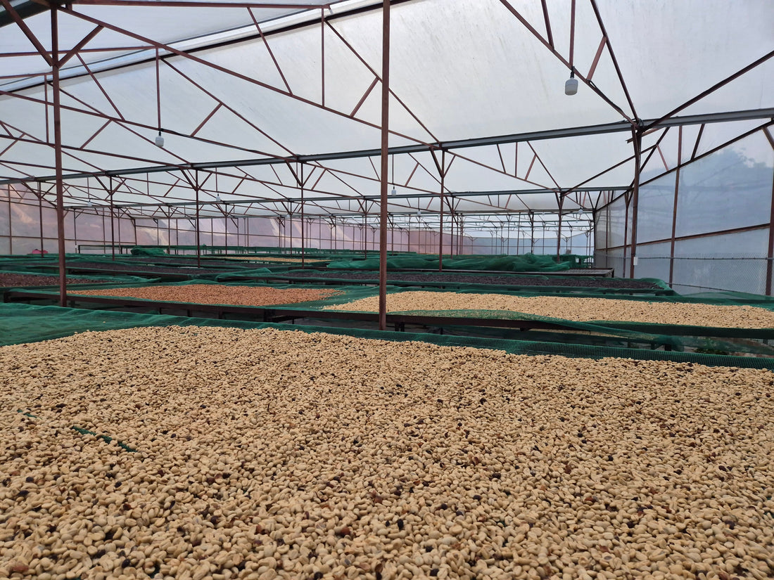 Mehr als nur Kondensmilch: die Fakten, die du über echten vietnamesischen Kaffee wissen musst