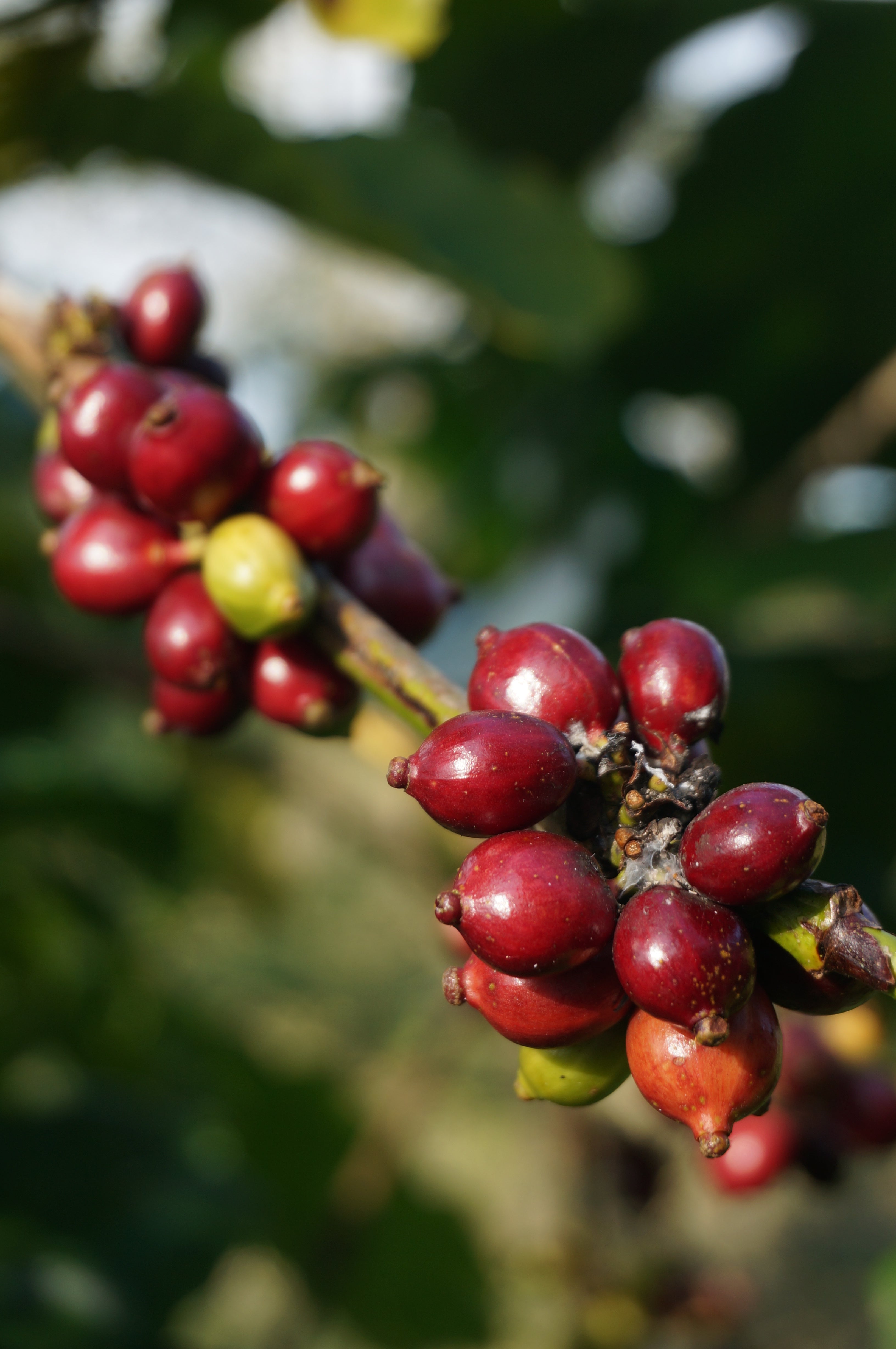 Vietnams Robusta-Revolution: Von der bescheidenen Bohne zum begehrten Brew